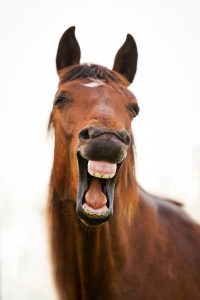 Laughing-horse-200×300